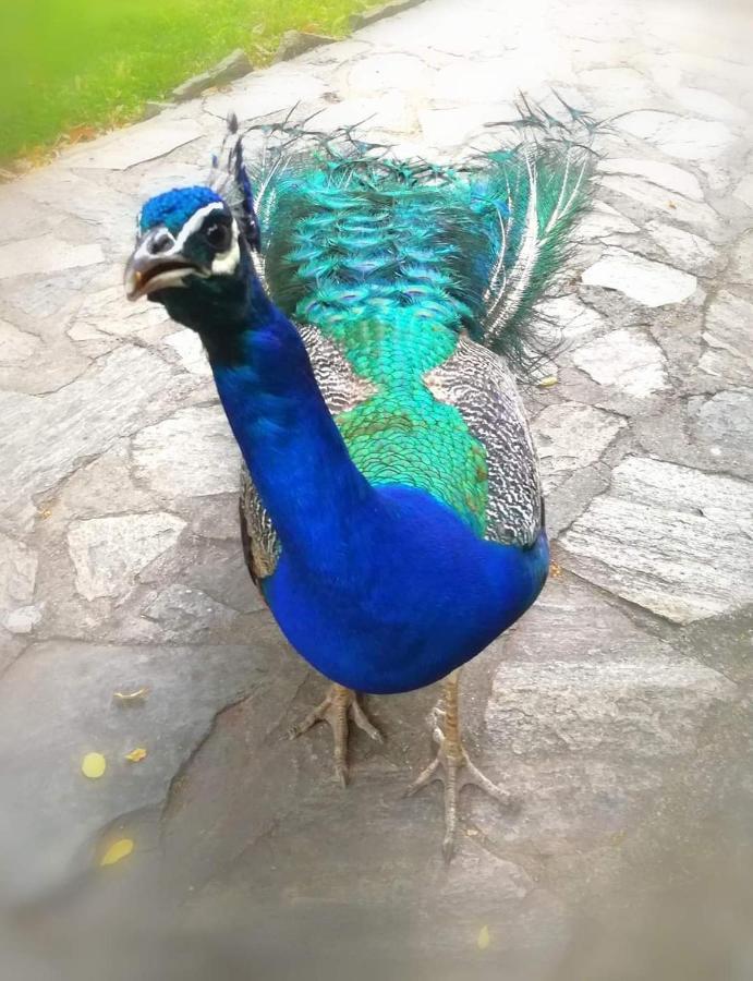Villa Bratislava Demir Kapija Kültér fotó